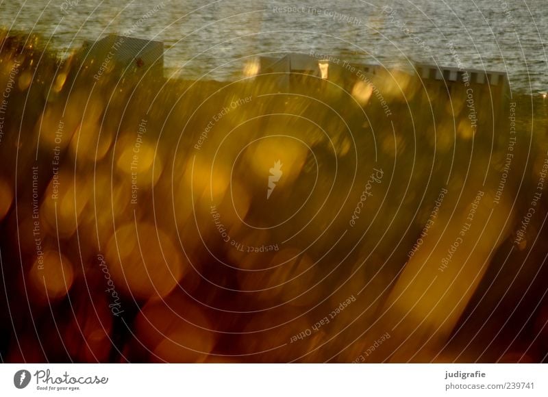 Abends Umwelt Natur Landschaft Pflanze Wasser Sonnenlicht Gras Küste Strand Ostsee leuchten außergewöhnlich fantastisch glänzend gold Stimmung Erholung