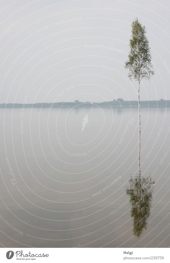 doppeltes Bäumchen... Sommer Umwelt Natur Landschaft Wasser Himmel Wetter Nebel Pflanze Baum Birke Seeufer Dümmer See stehen ästhetisch außergewöhnlich einfach