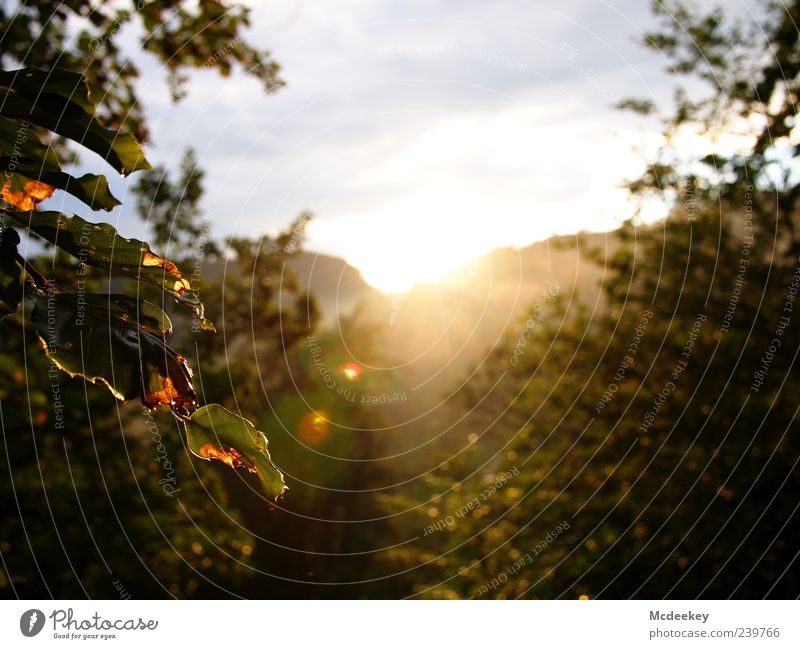 warming lens flares Natur Landschaft Pflanze Himmel Wolken Sonne Sonnenaufgang Sonnenuntergang Sonnenlicht Sommer Nebel Baum Blatt Grünpflanze Wald