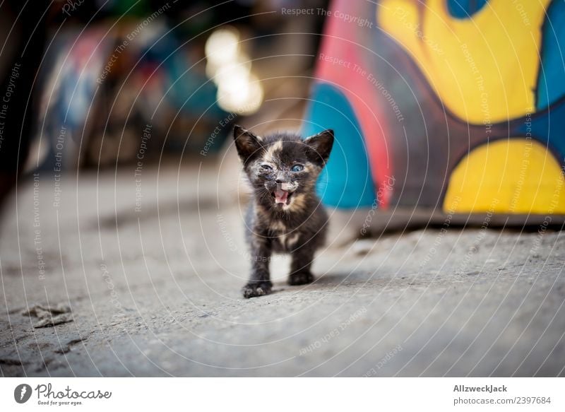 kleine Katze brüllt in die Kamera Hauskatze kleines Kätzchen Katzenbaby Tierjunges Nachkommen Haustier schön süß niedlich Menschenleer Tiger schreien Angriff