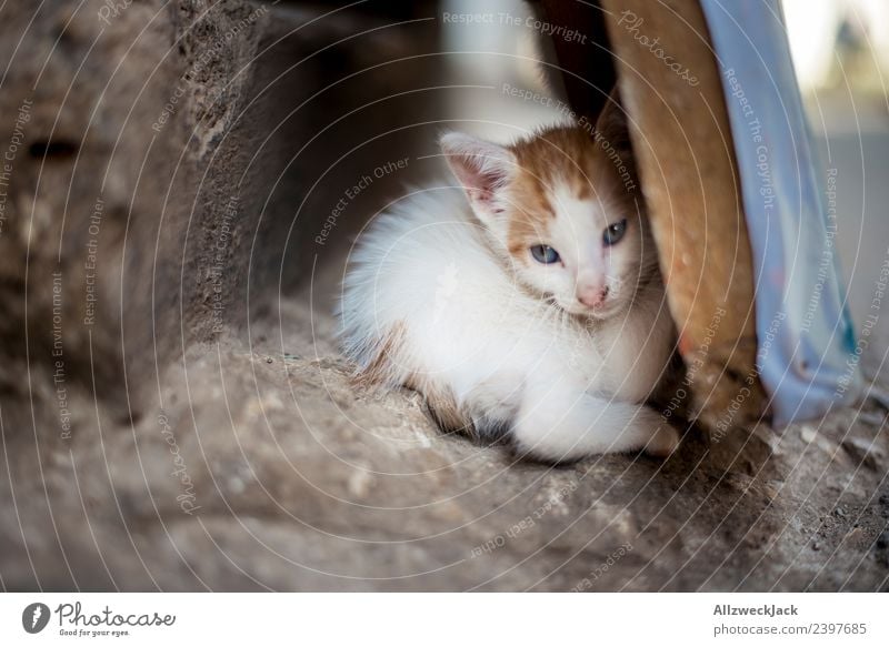 kleine Katze döst im Versteck Hauskatze kleines Kätzchen Katzenbaby Tierjunges Nachkommen Haustier verstecken verkriechen schlafen Halbschlaf schön süß