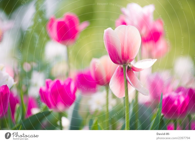 Geringe Lebenserwartung Gesundheit Valentinstag Muttertag Ostern Kunst Gemälde Umwelt Natur Landschaft Pflanze Wasser Frühling Sommer Klima Schönes Wetter Blume