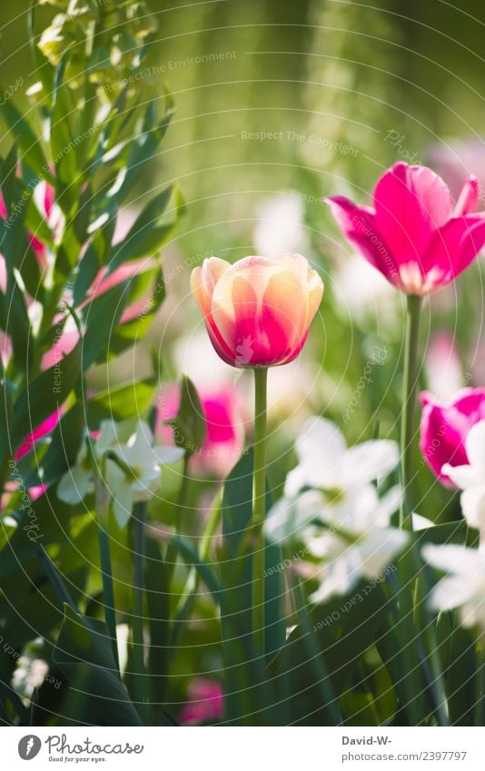 bunt im Grünen Kunst Kunstwerk Gemälde Umwelt Natur Landschaft Pflanze Sonnenlicht Frühling Sommer Klima Wetter Schönes Wetter Blume Blühend Duft träumen