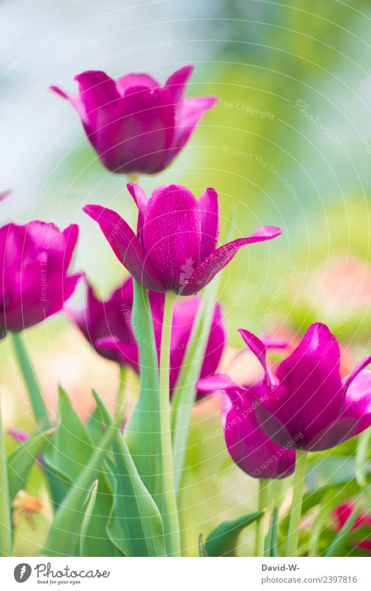 pinker Frühling Gesundheit Leben harmonisch Garten Kunst Gemälde Umwelt Natur Landschaft Luft Wasser Wassertropfen Sonnenlicht Sommer Klima Wetter