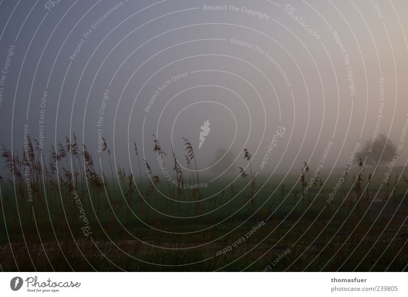 Abschied Landschaft Luft Himmel Herbst schlechtes Wetter Nebel Baum Gras Sträucher Wiese Feld Seeufer Teich dunkel fantastisch braun schwarz Gefühle Stimmung