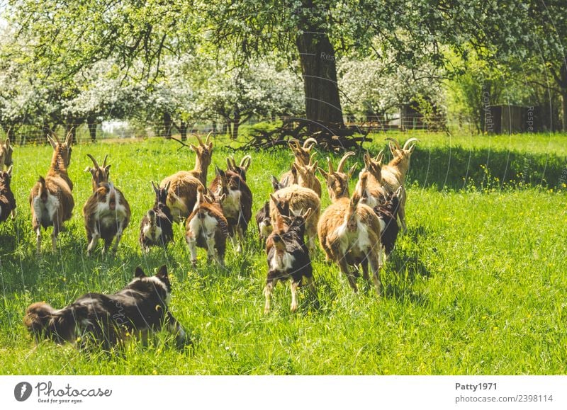 Border Collie hütet Ziegenherde Natur Landschaft Wiese Weide Tier Haustier Nutztier Hund Hirtenhund Schäferhund Herde laufen Idylle Schutz Teamwork behüten