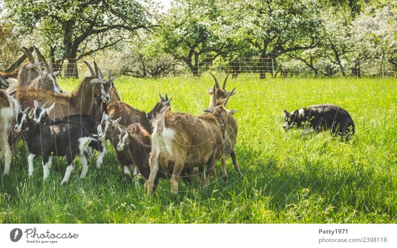 Border Collie hütet Ziegenherde Wiese Weide Tier Haustier Nutztier Hund Hirtenhund Schäferhund Thüringer Waldziege Herde beobachten Idylle Schutz Teamwork