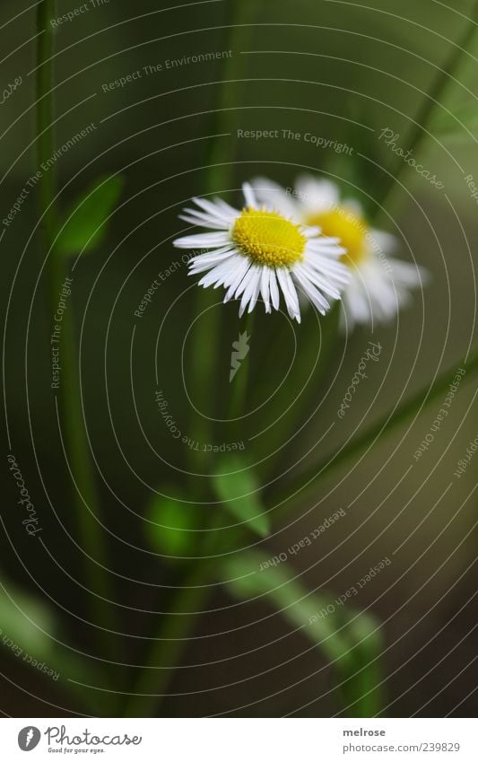 verborgen Natur Pflanze Sommer Blume Nutzpflanze Wildpflanze Kamillenblüten Kräuter & Gewürze Blühend gelb grün weiß Farbfoto Außenaufnahme Menschenleer