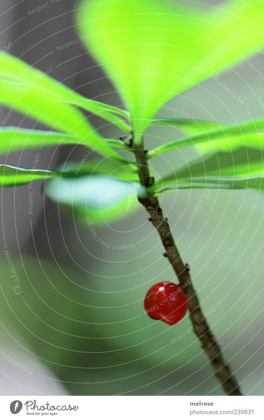 Einzelkämpfer Natur Pflanze Blatt Grünpflanze Wildpflanze Frucht Beeren braun grün rot Farbfoto Außenaufnahme Nahaufnahme Detailaufnahme Menschenleer