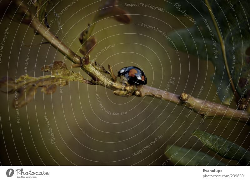 Such mich, wenn du kannst Umwelt Natur Pflanze Blatt Tier Wildtier 1 Tierjunges braun grün schwarz Marienkäfer Farbfoto Nahaufnahme Detailaufnahme Makroaufnahme