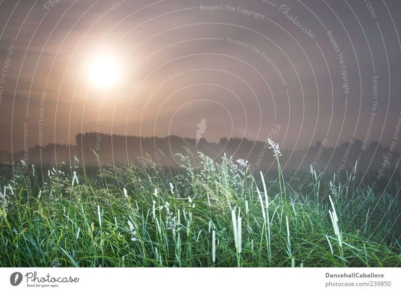 Sommernachtstraum I Natur Landschaft Himmel Wolken Nachthimmel Mond Vollmond Frühling Nebel Baum Gras Wiese ästhetisch Gefühle Stimmung geheimnisvoll Wetter