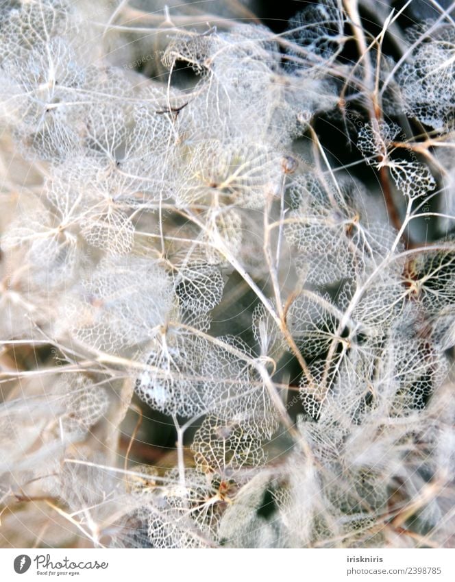 Hortensien Verfall Umwelt Natur Pflanze Frühling Blume Sträucher Garten fallen dehydrieren Wachstum alt trocken Hortensienblüte verfallen Winter Farbfoto