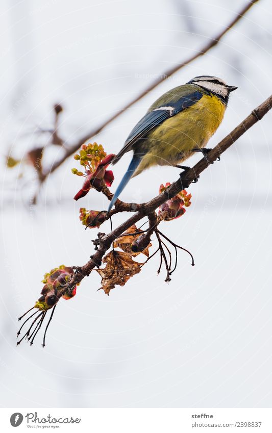 Blaumeise Tier Vogel 1 gelb Frühling Meisen Ast Singvögel Farbfoto mehrfarbig Außenaufnahme Menschenleer Textfreiraum oben Textfreiraum unten Freisteller