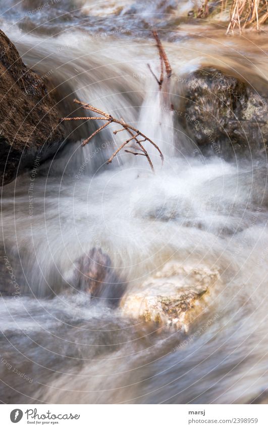 Rauschende Schneeschmelze Leben Natur Wasser Bach nass natürlich Erfrischung Strömung Farbfoto Gedeckte Farben Außenaufnahme Menschenleer Morgen Tag Licht