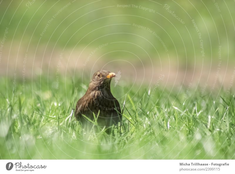 Neugierige Amsel auf der Wiese Umwelt Natur Tier Sonne Sonnenlicht Schönes Wetter Gras Wildtier Vogel Tiergesicht Flügel Kopf Schnabel Auge 1 beobachten Fressen