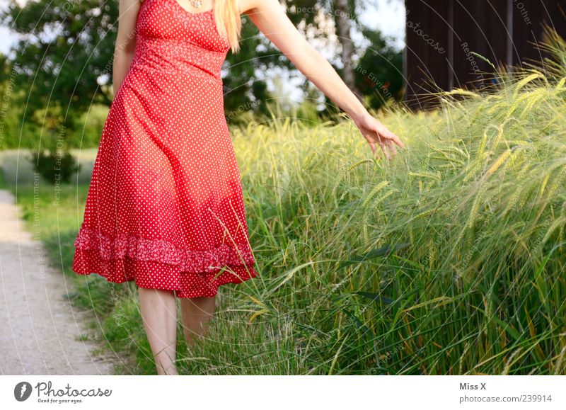 Kornfeld Zufriedenheit ruhig Mensch feminin Junge Frau Jugendliche Arme 1 18-30 Jahre Erwachsene Natur Sommer Pflanze Gras Sträucher Nutzpflanze Kleid blond