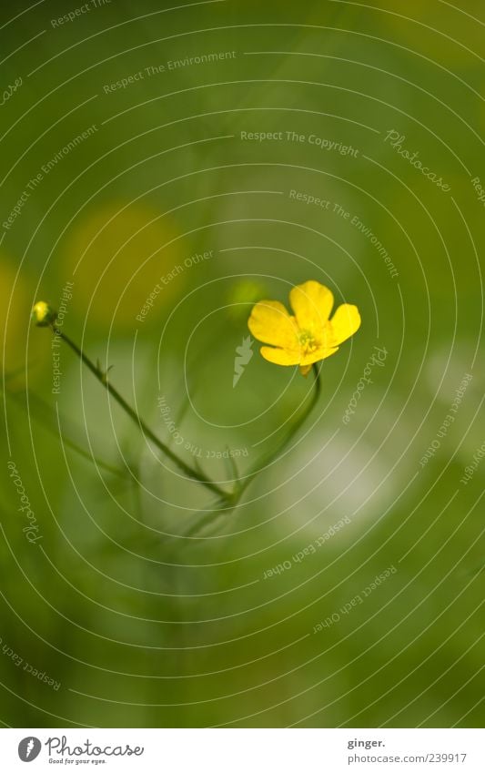 Blömche Umwelt Natur Pflanze Blume Wildpflanze Wiese gelb grün Blütenknospen Hahnenfuß Sumpf-Dotterblumen Wachstum einzeln Stengel klein Farbfoto Außenaufnahme