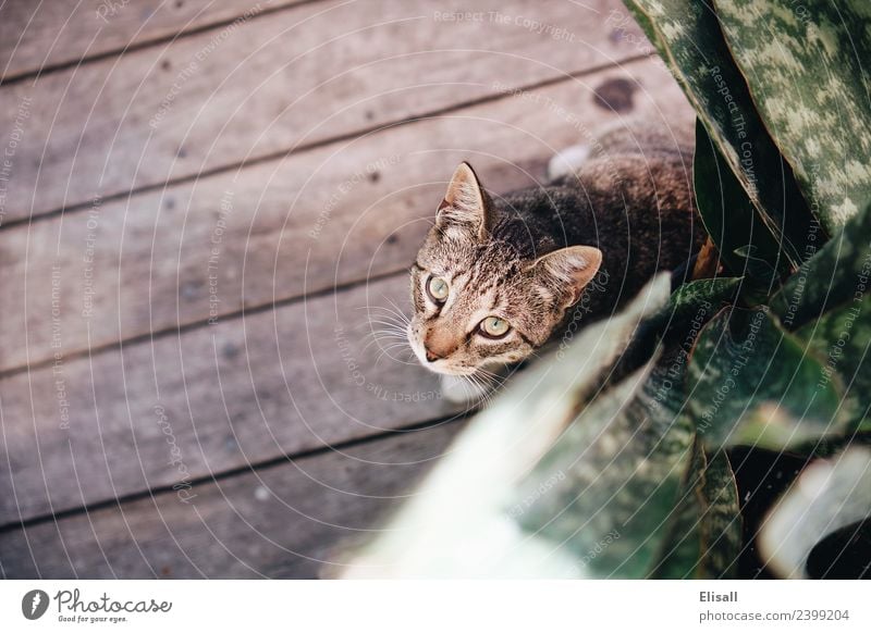 Katze Lifestyle Tier Haustier Wildtier 1 Freude Fröhlichkeit Pflanze Sansevieria Auge Blick in die Kamera Katzenbaby Farbfoto Außenaufnahme Menschenleer