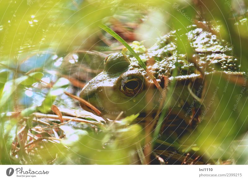 Frosch Natur Tier Sonne Frühling Schönes Wetter Garten Teich Wildtier 1 Blick warten Wasserfrosch Froschauge Froschperspektive Froschkönig beobachten