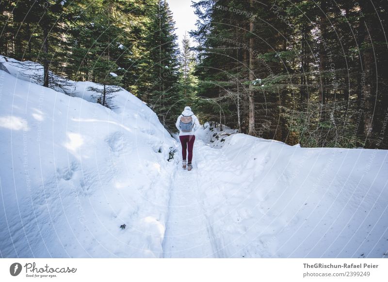 Spaziergang im Wald Umwelt Natur feminin blau braun grün weiß Frau Außenaufnahme kalt laufen Baum Schatten Wege & Pfade Spuren Rucksack Schnee Farbfoto