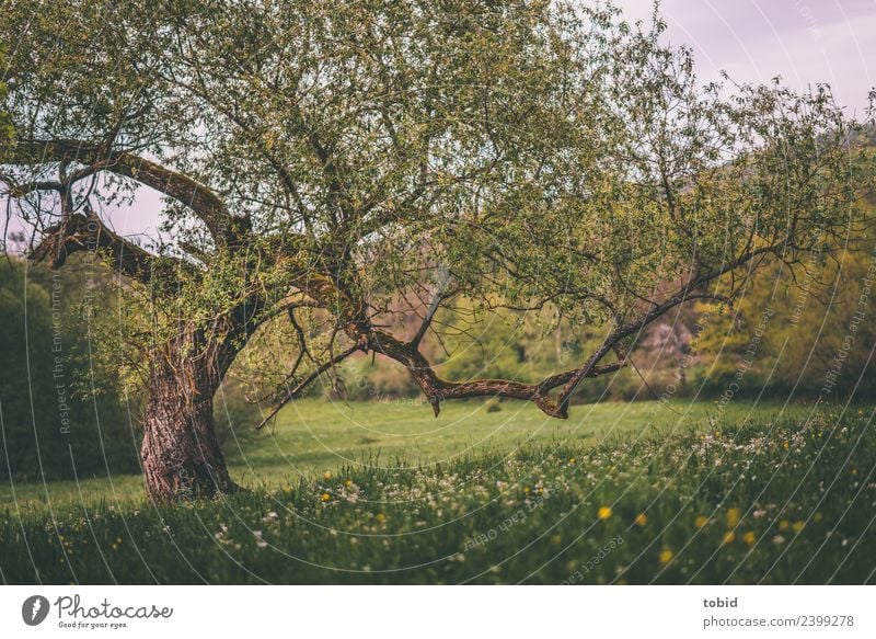 Knorriger alter Baum Natur Landschaft Pflanze Frühling Sommer Schönes Wetter Blume Gras Moos Wiese Wald Hügel Idylle Blumenwiese Baumrinde eigenwillig Baumstamm