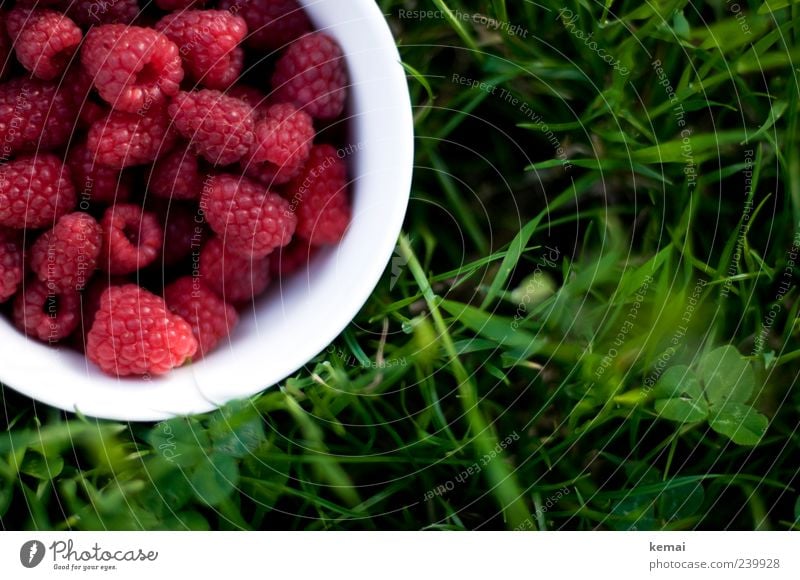 Frisch gepflückt Lebensmittel Frucht Himbeeren Ernährung Picknick Vegetarische Ernährung Fingerfood Schalen & Schüsseln Natur Pflanze Sommer Gras Grünpflanze