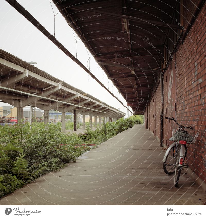 bahnsteig Himmel Pflanze Sträucher Grünpflanze Wildpflanze Bahnhof Bauwerk Gebäude Architektur Mauer Wand Fassade Fahrrad Bahnsteig trist Farbfoto Menschenleer