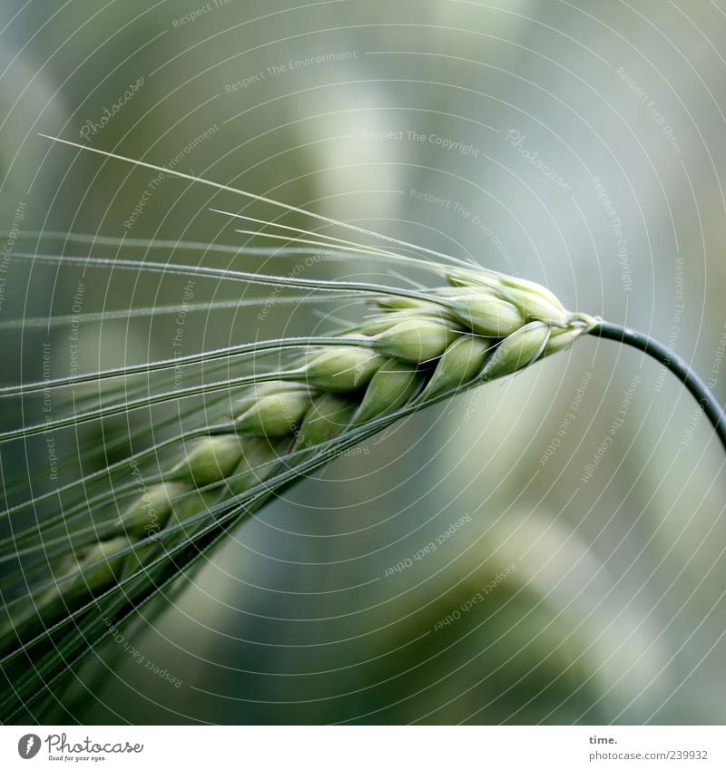 Basics of Life Gerste Getreide Korn Lebensmittel Pflanze Landwirtschaft grün Sommer Ähren Granne Wachstum Textfreiraum oben Textfreiraum unten Natur