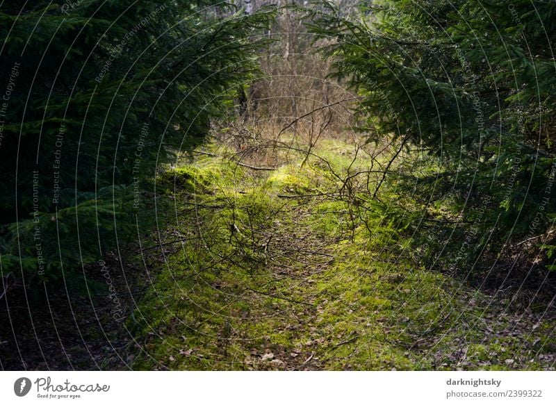 Ein wenig genutzter, vergessener Weg führt hinein in einen Wald der Stille. Früher Frühling mit Fichten und Moosen.- Der Weg oder Pfad ist von zwei jungen Bäumen flankiert.