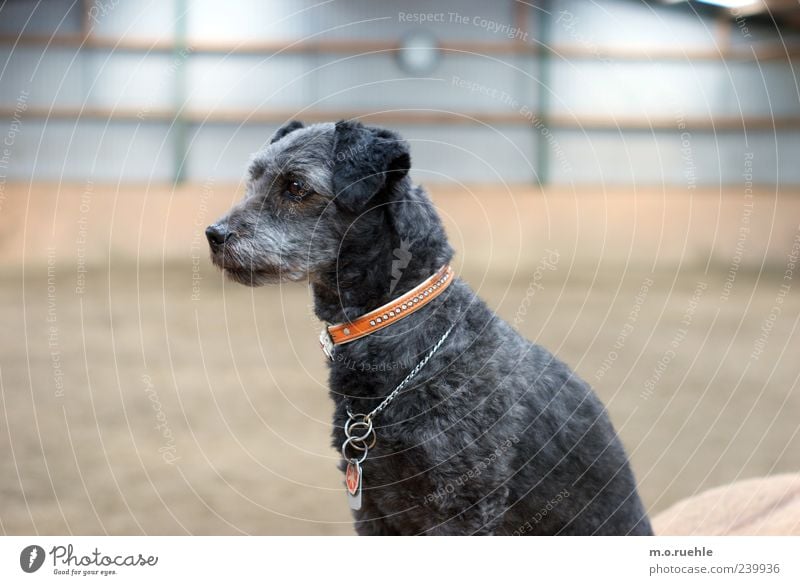 Hund sucht Hündin Tier Haustier 1 träumen Traurigkeit Freundlichkeit schön natürlich niedlich Stimmung Fell schwarz Hundehalsband Tierliebe tierisch Hundeblick