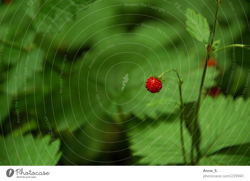 klein und wild Frucht Bioprodukte Ausflug Garten Umwelt Natur Pflanze Sommer Blume Sträucher Grünpflanze Nutzpflanze Wildpflanze Blühend entdecken Gesundheit