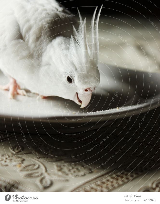 ist der Kuchen schon gegessen, haben die Krümmel ein Problem.. Krümel Teller Tier Haustier Vogel Papageienvogel Feder hell lecker nah niedlich Originalität dünn