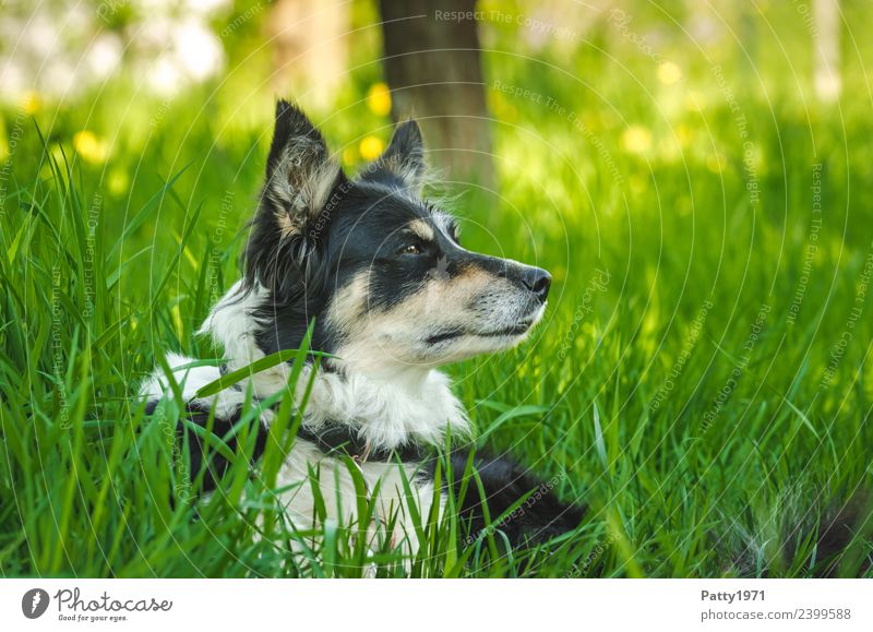 Border Collie Natur Landschaft Gras Wiese Tier Haustier Nutztier Hund Hirtenhund Schäferhund 1 beobachten liegen Sicherheit Schutz achtsam Wachsamkeit Neugier