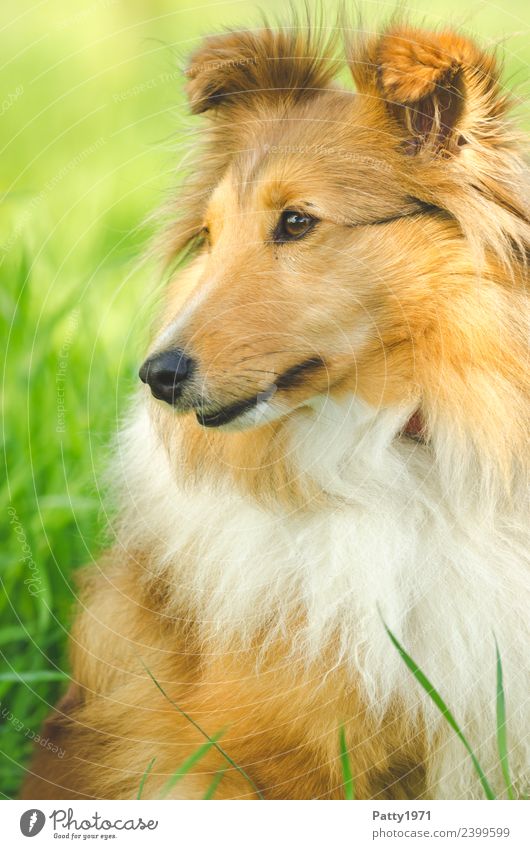 Shetland Sheepdog Natur Landschaft Gras Wiese Tier Haustier Nutztier Hund Collie Sheltie Hirtenhund Schäferhund 1 beobachten sitzen Schutz Farbfoto