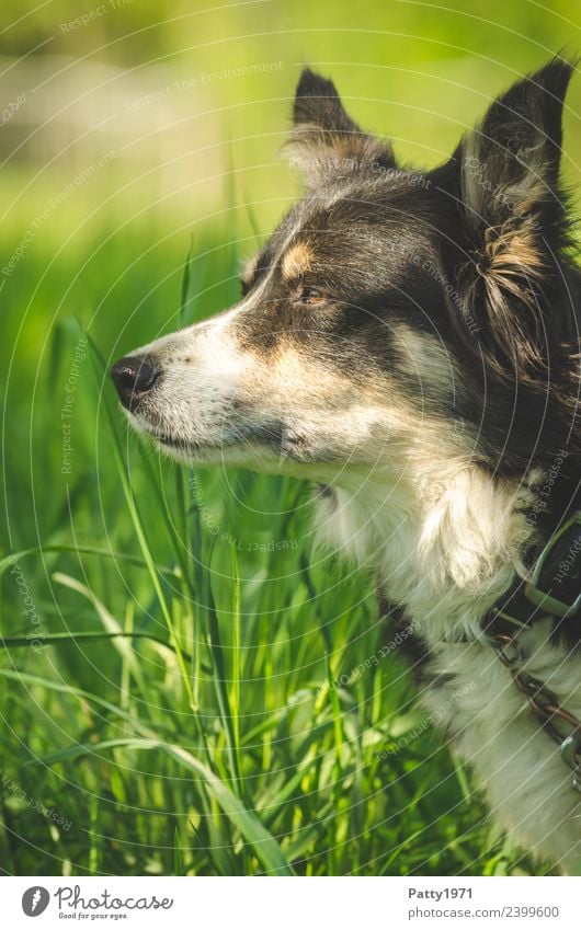 Border Collie Natur Landschaft Gras Wiese Tier Haustier Nutztier Hund Hirtenhund Schäferhund 1 beobachten Sicherheit Schutz achtsam Wachsamkeit Neugier