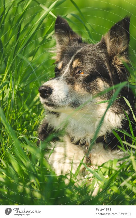 Border Collie Natur Landschaft Gras Wiese Tier Haustier Nutztier Hund Schäferhund Hirtenhund 1 beobachten liegen Sicherheit Schutz achtsam Wachsamkeit Neugier