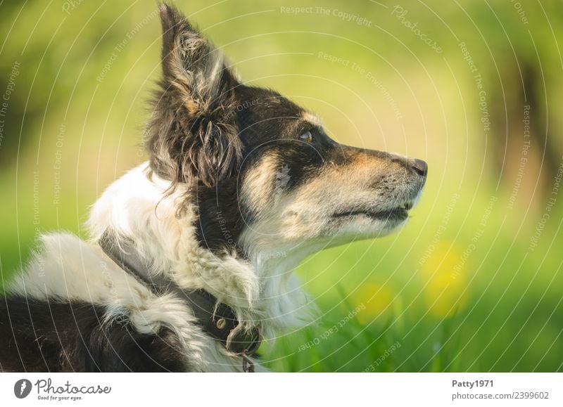 Border Collie Natur Landschaft Gras Wiese Tier Haustier Nutztier Hund Hirtenhund Schäferhund 1 beobachten Sicherheit Schutz achtsam Wachsamkeit Neugier