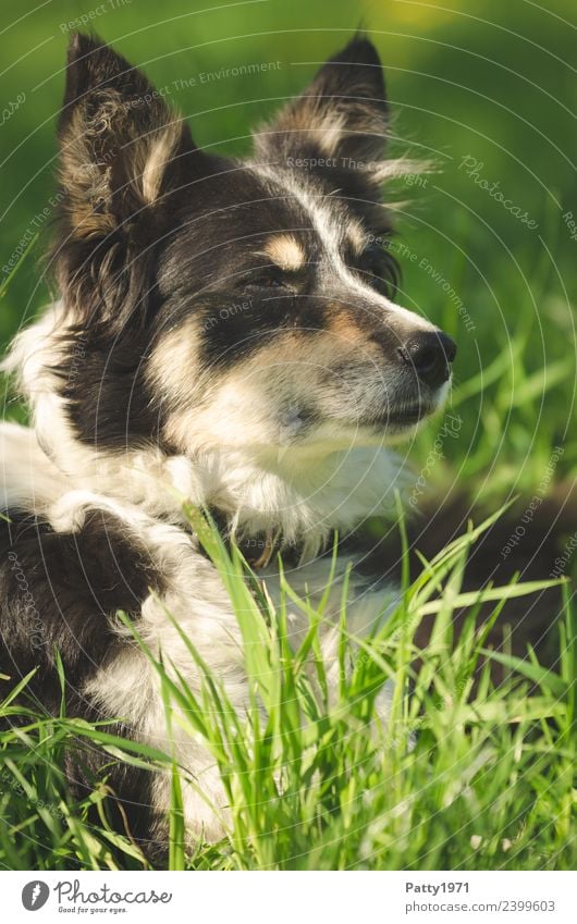 Border Collie Natur Landschaft Gras Wiese Tier Haustier Nutztier Hund Schäferhund Hirtenhund 1 beobachten liegen Sicherheit Schutz achtsam Wachsamkeit Teamwork