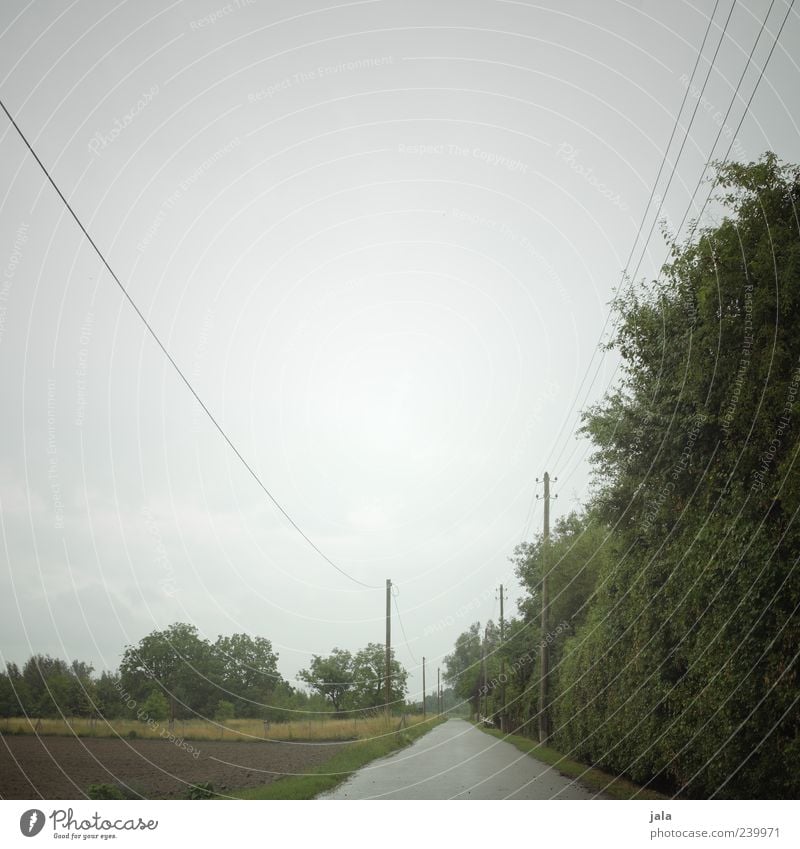 zwischenwelt Natur Landschaft Pflanze Himmel schlechtes Wetter Regen Baum Sträucher Grünpflanze Wildpflanze Feld Strommast Wege & Pfade trist Farbfoto