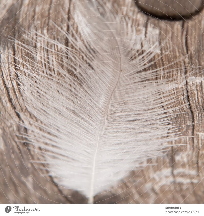 Holzgefieder Natur Tier braun grau silber weiß Feder Gedeckte Farben Außenaufnahme Nahaufnahme Strukturen & Formen Schwache Tiefenschärfe Menschenleer liegen