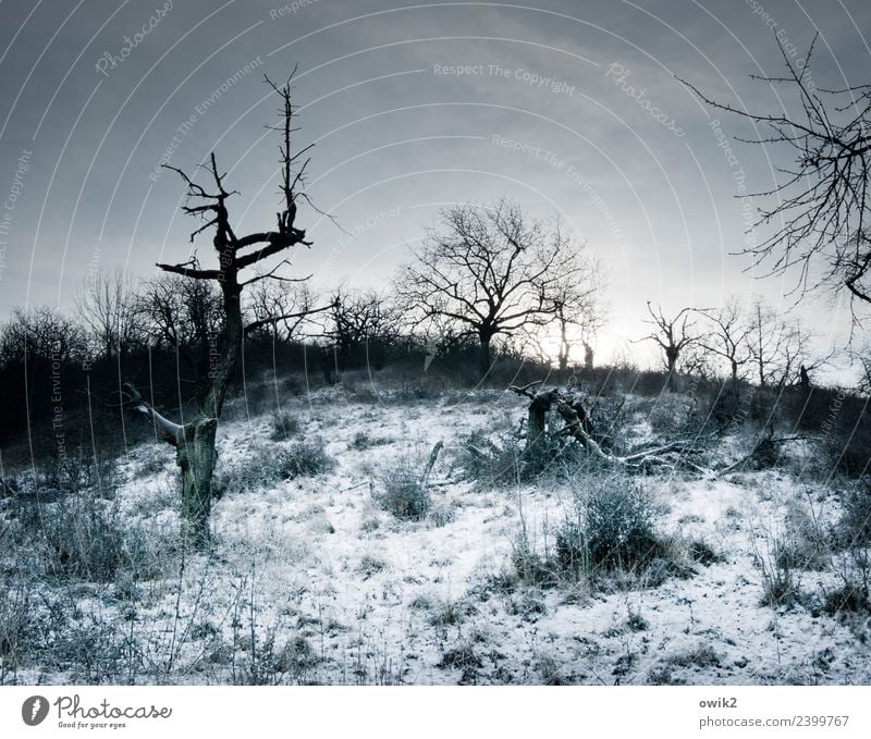 Unwirtliche Gegend Umwelt Natur Landschaft Wolken Horizont Winter Schönes Wetter Eis Frost Schnee Pflanze Baum Sträucher Ast dunkel kalt trist bizarr