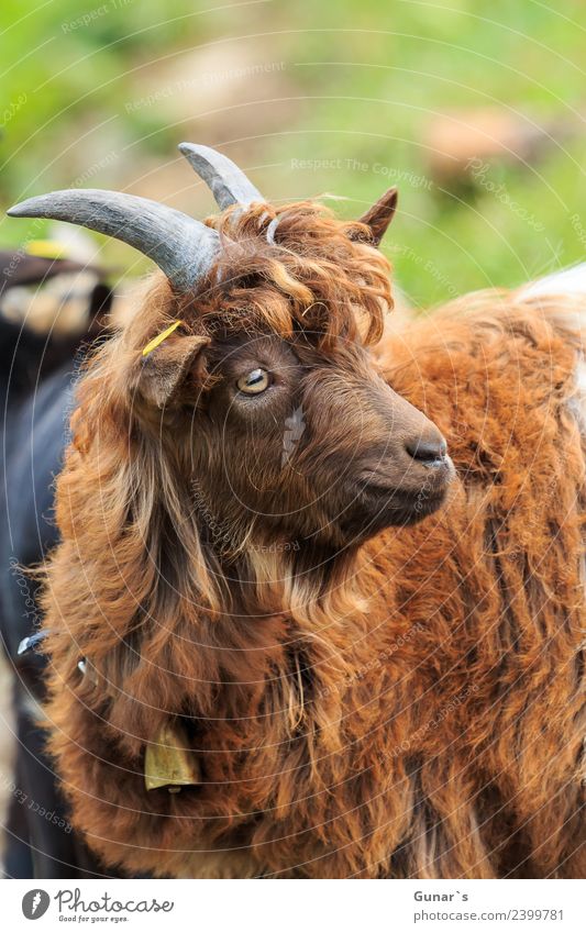 Ziegenbock mit Vokuhila.... Tier Haustier Nutztier Tiergesicht Fell 1 füttern braun grün Ziegenhirt Ziegenfell Ziegenkäse Ziegenbart Glocke Farbfoto