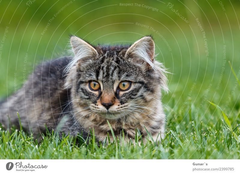 Junge Katze spielt im Gras... Wiese Tier Haustier Tiergesicht Fell Krallen Pfote Katzenbaby Tiger Tigerkatze Tigerfellmuster 1 grün Spielen Neugier