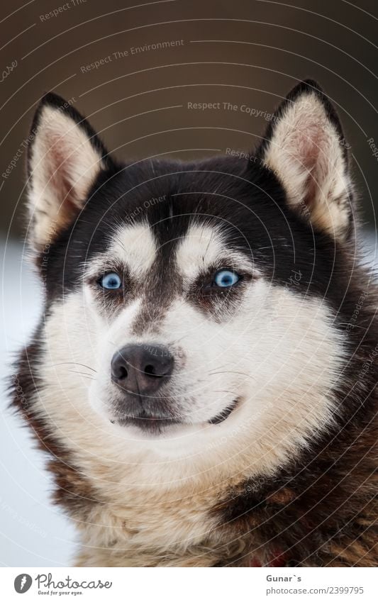 Husky mit blauen Augen.... Tier Haustier Nutztier Hund Tiergesicht Fell Pfote Schlittenhund Schlittenhundrennen 1 Fitness Abenteuer Ferien & Urlaub & Reisen