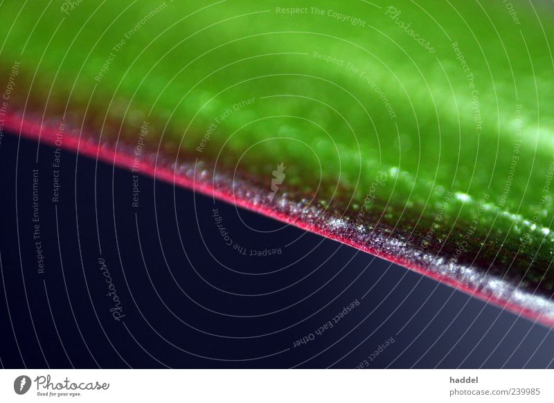 Leaf Natur Pflanze Gras Blatt Grünpflanze blau grau grün rot schwarz Farbfoto mehrfarbig Innenaufnahme Studioaufnahme Nahaufnahme Detailaufnahme Makroaufnahme
