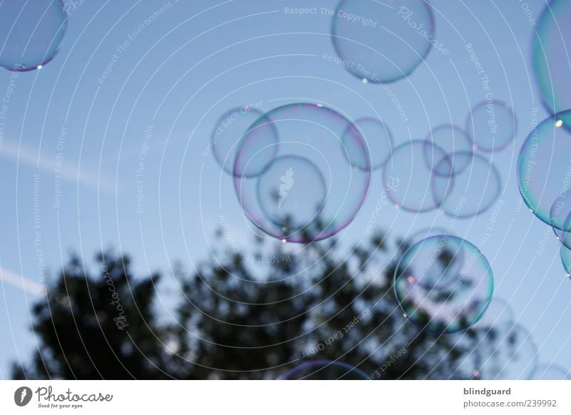 Big Bubbles No Troubles Himmel Baum schön klein blau mehrfarbig schwarz Lebensfreude Leichtigkeit Vergänglichkeit fliegen glänzend Lichtbrechung schimmern