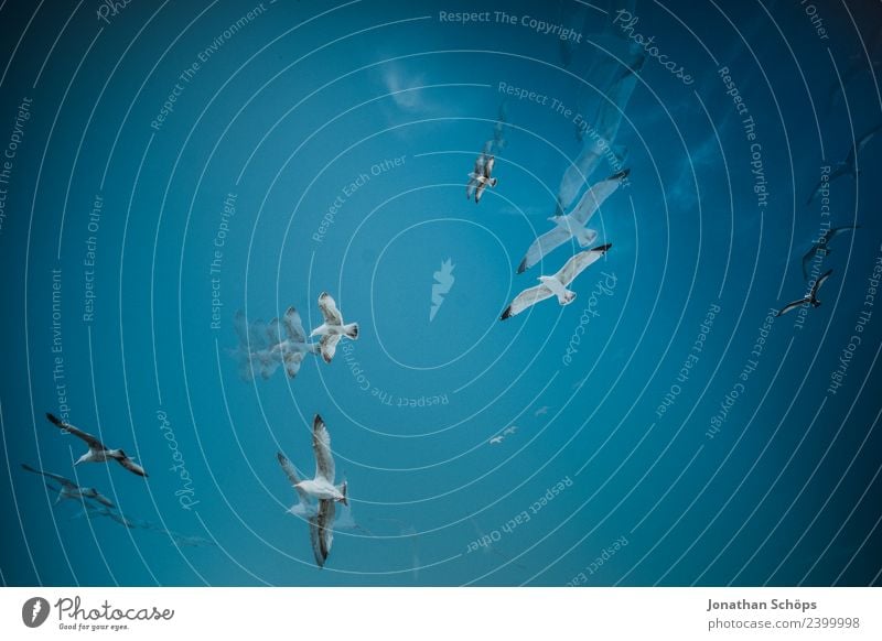 Mehrfachbelichtung Möwen kreisen am blauen Himmel Umwelt Natur Urelemente Luft nur Himmel Wolkenloser Himmel Schönes Wetter Tier Tiergruppe Schwarm