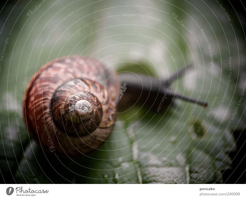 urform mobil Natur Urelemente Blatt Tier Schnecke 1 einfach grün Schneckenhaus rotbraun schön Unschärfe Farbfoto Außenaufnahme Textfreiraum oben