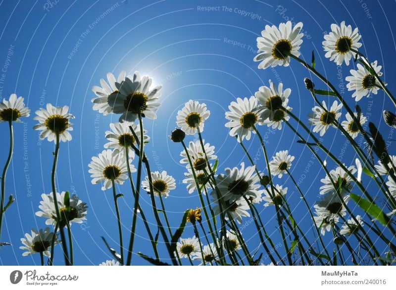 Gänseblümchen Natur Pflanze Erde Himmel Sonne Sonnenlicht Sommer Klima Schönes Wetter Baum Blume Gras Blatt Blüte Garten Park Berge u. Gebirge Burg oder Schloss