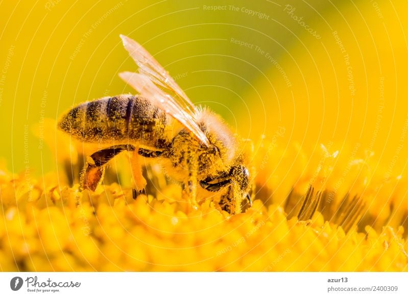 Makro Honig Biene sammelt gelbe Pollen auf Sonnenblume in Natur Körper Sommer Sonnenbad Arbeit & Erwerbstätigkeit Umwelt Pflanze Tier Sonnenlicht Frühling